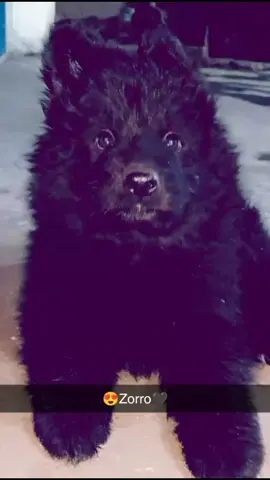 Zorro is no more with us 💔#germanshepherd #quetta #viral 