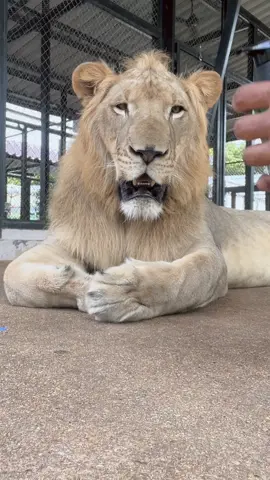 ซันซิลเข้าได้นะคะ #สิงโต #lion #สวนสิงโต #สัตว์เลี้ยงน่ารัก #สัตว์เลี้ยงtiktok 