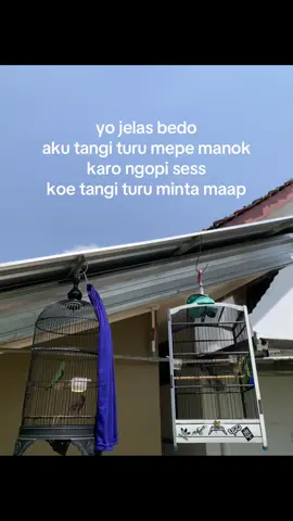 ayem regone larang samm🤣#kenarimaniaindonesia #kicaumaniaindonesia #kicaumania 