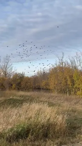 #🏹🦆🏹🦆🏹🦆🏹🦆🏹🦆🏹🦆🤪 #unfreezemyacount #tik_tok #foruyou #1000000kviews🔥⚡ 