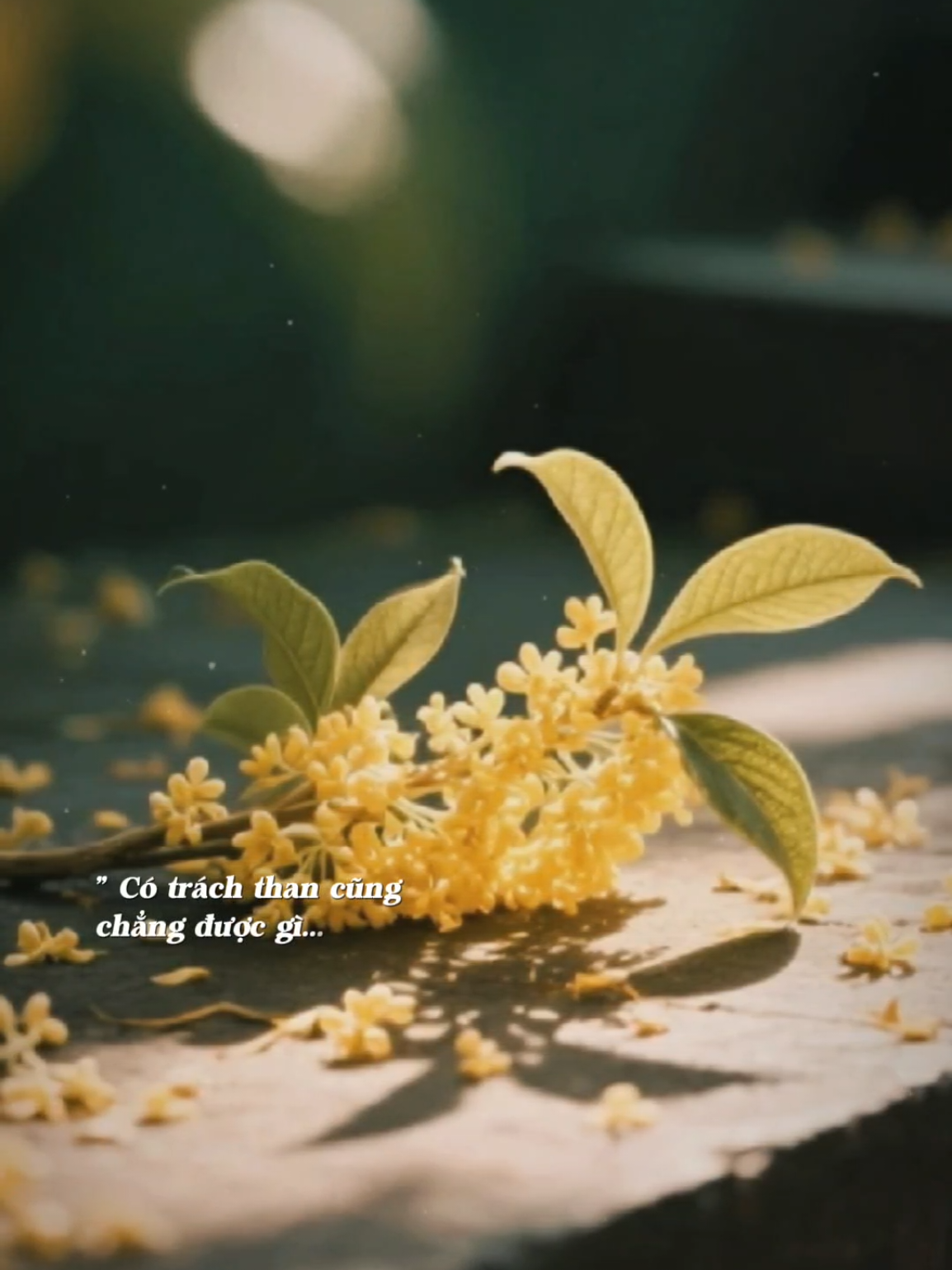 Cuộc đời này đâu có bao lâu.. #nhachaymoingay #cuvuithoi 