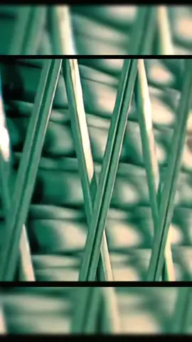 #sacala #hectorelfather #sangrenueva #reggaetonoldschool #paratii 