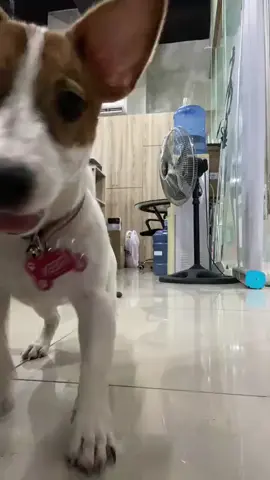 pagod na ko mag play 😂 #fyp #dogsofttiktok #jackrussellterrier 
