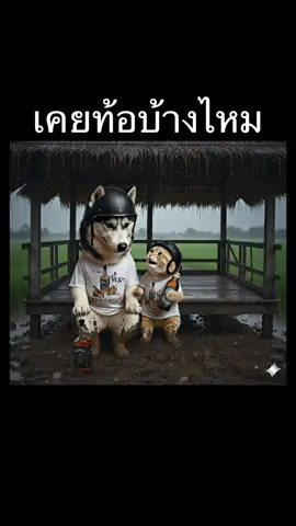 ถ้าทนอีนี้ได้ 😂🤣#เฮฮาวันละนิด #หมาตลก #แมวส้มตัวตึง #ขำๆ 