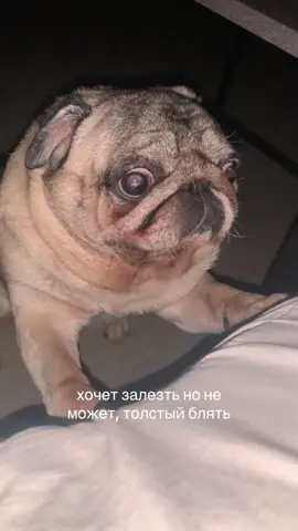 тгк: joorkaa #fyp #rec #mops #pug #жорка 