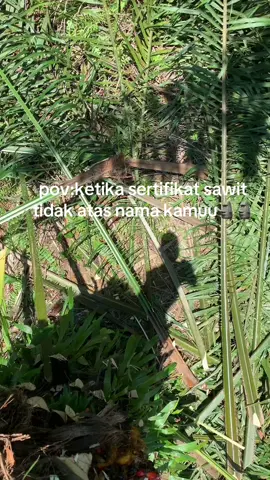 Sedikit kecewa#fyppp #petanisawit #sertifikat #sawit #kebunsawit 