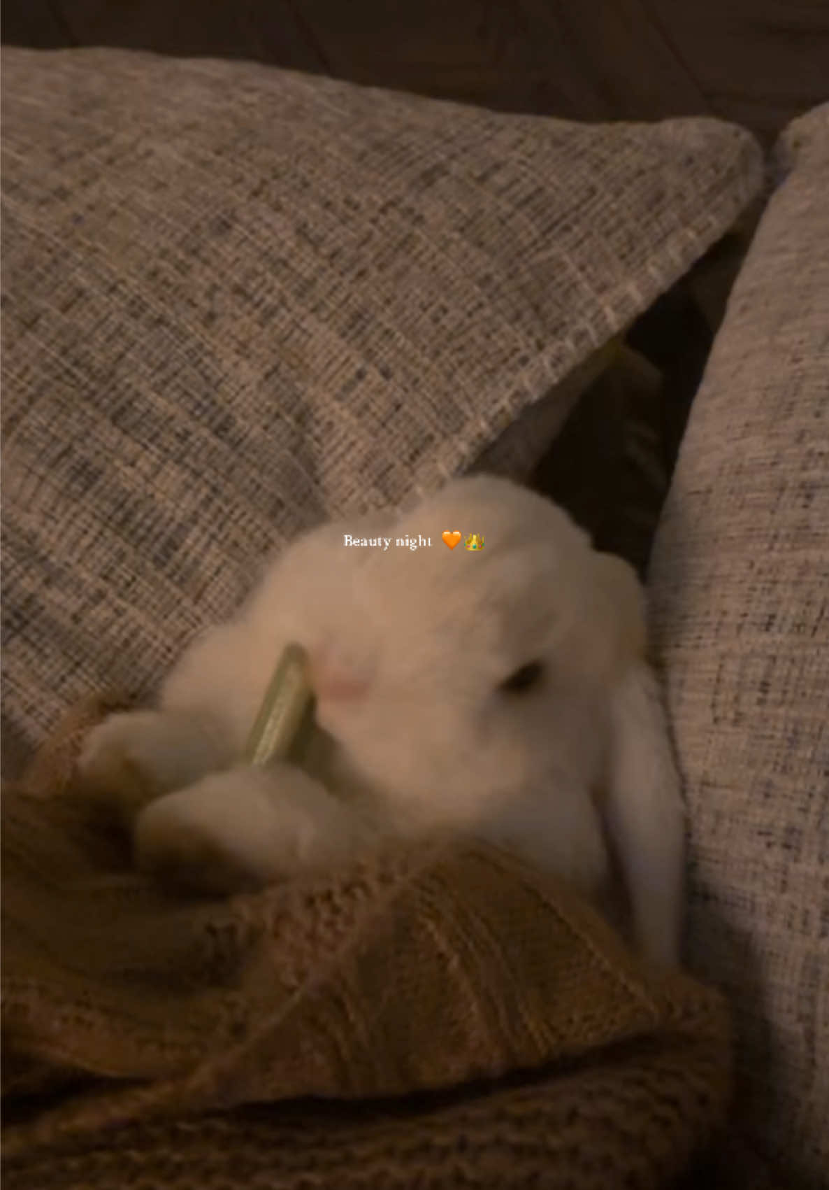 & the beast 👑 #bunnymom #bunnytok #furbaby #bunnylove #hollandlop 