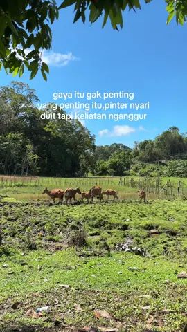 cintai usus mu liat sapi tiap hariii #sapi#peternakan#sapi#fyp#viral