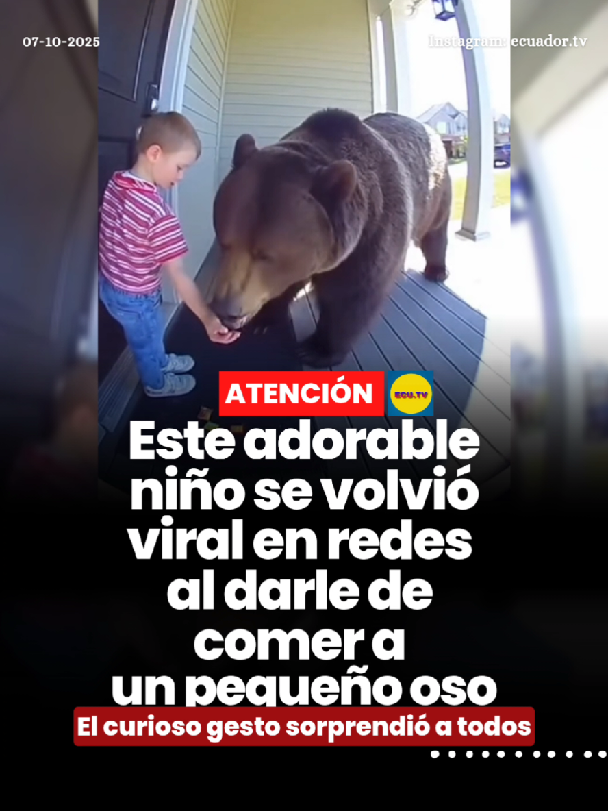 #ATENCIÓN | Este adorable niño se volvió viral en redes al darle de comer a un pequeño oso 🚨. Un tierno momento capturado en video ha conquistado las redes sociales. Un niño se volvió viral al ofrecer comida a un pequeño oso, un gesto que ha generado sorpresa y ternura entre los usuarios. El curioso hecho ha sido compartido en distintas plataformas, donde los internautas no han dejado de comentar sobre la inocencia y valentía del menor al interactuar con el animal. El video demuestra cómo un simple acto puede conmover a miles y convertirse en un fenómeno viral en cuestión de horas.
