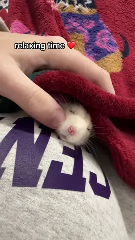 my baby boy is a lot better #relax #fup #foryou #ratsoftiktok 