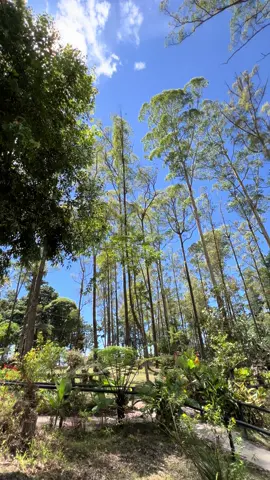 Kalian wajib singgah kalo ke berastagi ya we ☺️☺️ #fyp #viral #alam #hutan #puncaktangketabu 