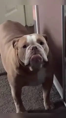When dogs understand every word except “no” 🐶😂 #SmartDogs #DogComedy #FunnyPets #DogOwners #PuppyHumor 