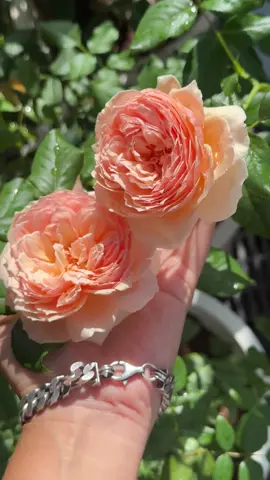 นัองมาโซระ (Masora) สวยม้าก 🧡🤍 #ทาสกุหลาบ #ทาสกุหลาบมือใหม่ #กุหลาบ #มือใหม่ปลูกกุหลาบ #ปลูกกุหลาบ 