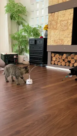 He really said please turn my toy on.#catpick  #cattoys #petcare #catlover #lifewithcats 