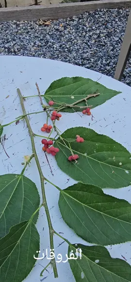 #نباتات #البيئة #عسير #رجال_المع 