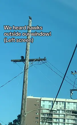 Hawks, Crows and a Pigeon (former)#crowtok #birdwatching #birdtok #pigeon #redtailhawk 