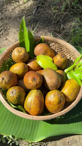 Mê cái mùi thơm của cóc chín cây lắm luôn ❤️ #dacsanmientay #mientay #mientayquetoi #kiuctuoitho#tuoitho 