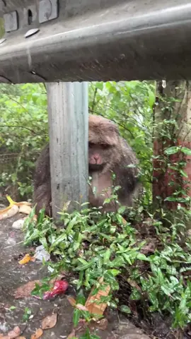 Xingxing is so pitiful in the heavy rain.😭 #monkey #animal #cute #funny #fyp