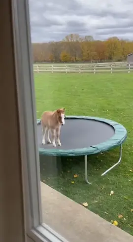 #funny #horse #viralvideo #viral #animals 
