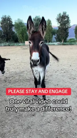 We are on a mission to raise funds needed to keep our rescue, moving forward and open. To continue caring for our residents we need your help. Fundraising has been extremely slow this year and we are significantly behind on funding. Can you help?  Link in our bio to donate ❤️