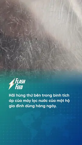 Hãi hùng thứ bên trong bình tích áp của máy lọc nước. #tintuc #Flashfeed #trending #tiktok 