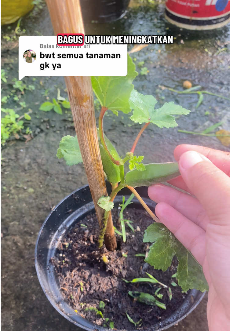 Membalas @sri pupuk guano NPK organik tanaman