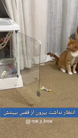 very funny shorts cat & bird so funnye😜😜😜🤣🤣🤣😛😛😛😂😂😂🐈‍⬛🦜…… #catbird #funny #catsoftiktok #fyp #funnycat 