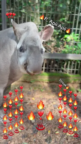 Sayang🔥🔥🔥❤️‍🔥❤️‍🔥❤️‍🔥❤️‍🔥#VinWonders #GreenCreator #dulich #vinpearlsafariphuquoc #chuoi 