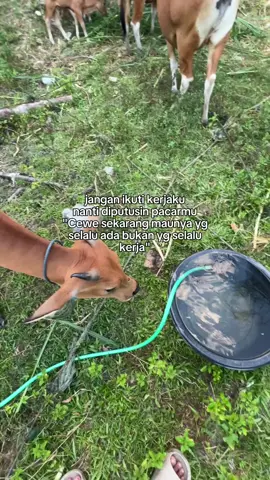 Hehe🤣 #peternak #peternakmuda #peternaksapiindonesia #sapi #sapiviral #juragansapi #sobatngarit #blantiksapi #lewatberanda #fyp #pyfツ #fyppppppppppppppppppppppp 