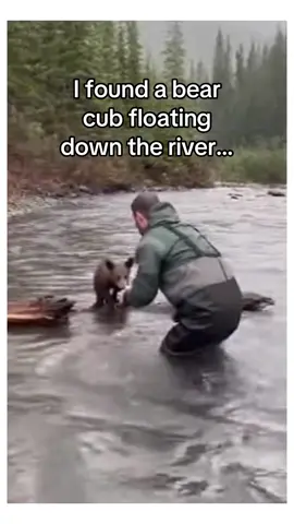 She followed me home #animals #wholesome 