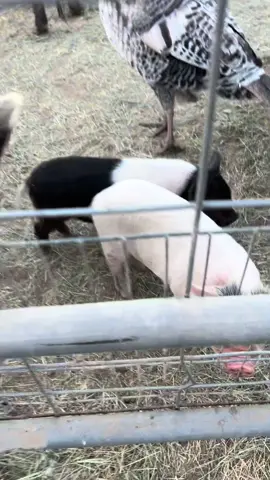 Piggies!  #piggy #farmlife #fyp 