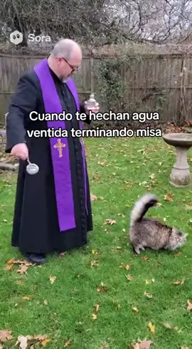 Cuando el gato me representa jajajaja #gato #cat #paratiiiiiiiiiiiiiiiiiiiiiiiiiiiiiii #funny #fyp 