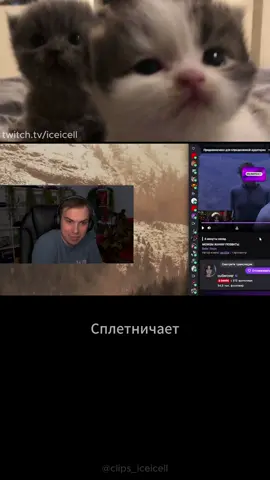 Обраточка полетела #iceicell #twitch #sasavot #котики @1010 @^ ^ 