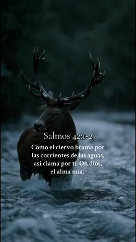 Mi alma tiene sed de Dios, del Dios vivo.                                                                                           