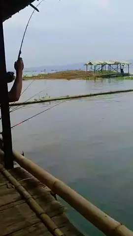 alah genah laporan dari astap jatiluhur  #lapakMancing #gacor #astap #jatiluhurpurwakarta #pyfツ 