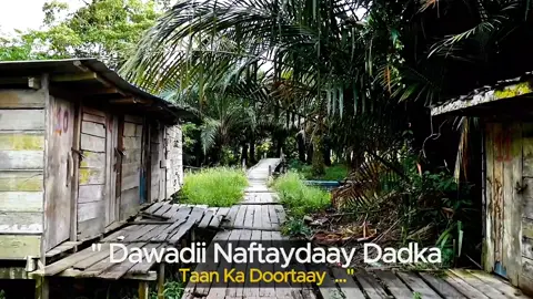cabdinaasir macalin | dawadii naftaydaay lyrics | qaraami bilaa music ah #foryourpage #qaraami #heesbilaamusic #somalitiktok 