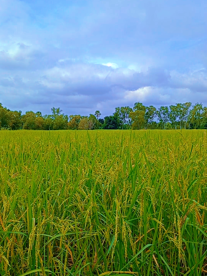 #ขอนุญาตแบ่งปันบรรยายกาศบ้านๆนะคะ⛅🌥️🌤️🌥️🌾🍃☀️😜 