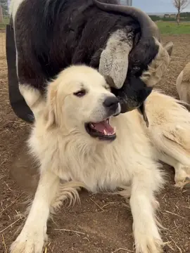 هذا والله النشبه ابتلش الكلب في التيس🤣🤣🤣