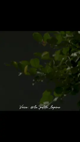 Hoàng tử bé #TikTokAwardsVN #wannasay #podcast #healing #thoconlonton 