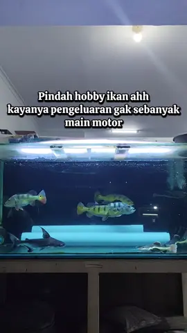 sebaiknya jangan coba-coba #fyppppppppppppppppppppppp #predator #tapah  #pbass #peacockbass 