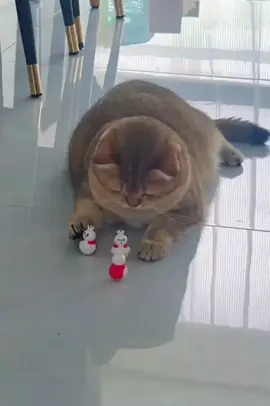 funny cat 