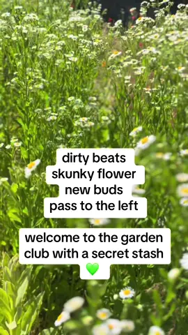 Skunky perfume in the air, flowers taller than your exs ego, and beats rolling through the stems. The garden club is in full bloom babe. Welcome home. This is Bud & Blossom Society. #gardentok #fyp #foryoupage #gardening #garden 