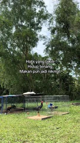 #ayambangkoksuper 