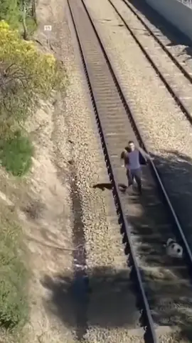 Hero 👏👏👏 #rescue #hero #dog #dogsofttiktok #viral