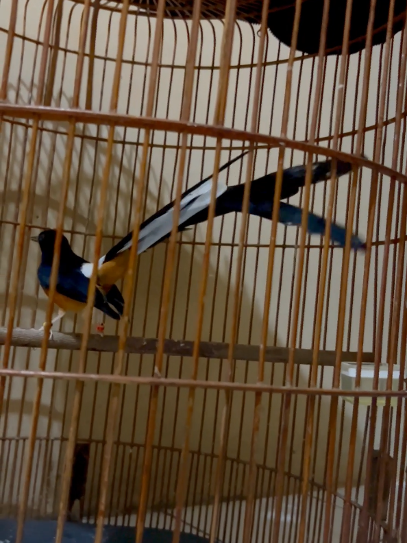 #kicaumaniaindonesia #muraibatuindonesia #muraibatu #muraiekorpanjangindonesia #muraibatumania 