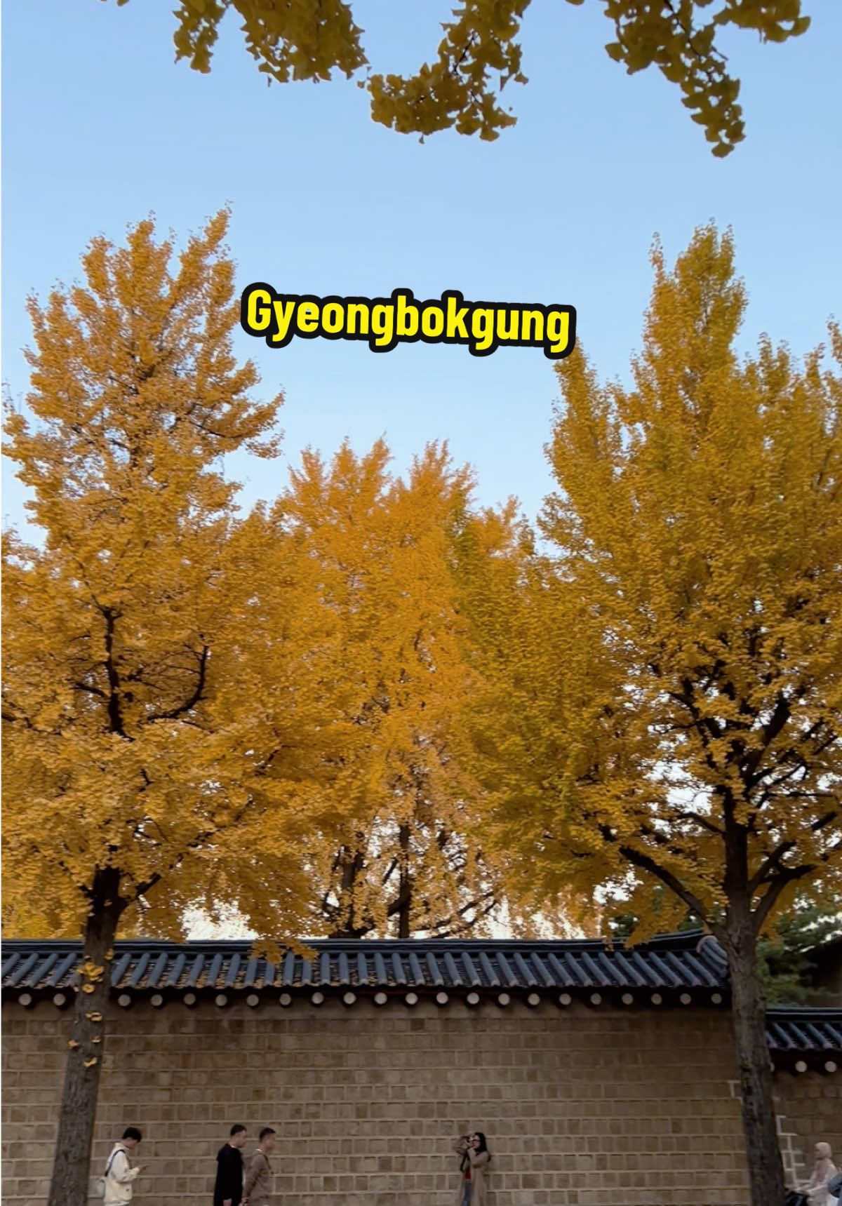 Mùa thu ở cung điện Gyeongbokgung Palace in Seoul, chụp 1 bức hình lá vàng và tường thành đúng chuẩn vibe autumnvibes in Korea 🍂 🍂 #autumnvibes #seoullife #seoultravel #traveltiktok #seoul 