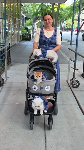 Mommy of three 🙀… #cats 