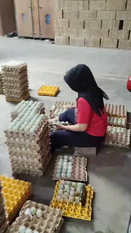 hasil telur hari ini dari kandang sendiri 