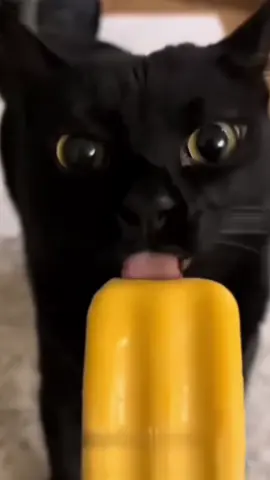 Cat wowwii #BTG #trendytoys #blindbox #xh #funny 