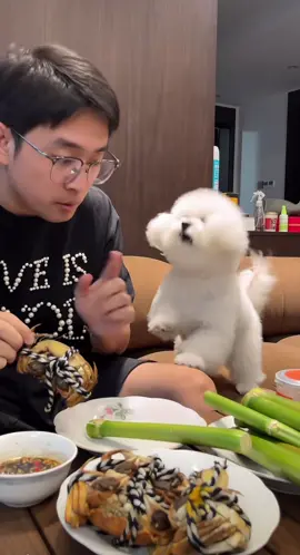 这个小朋友好可爱和我家Mia一样吃饭的时候喜欢参与 转载叫rich丫比熊，喜欢的朋友可以关注这个小可爱#dog #cutedog 
